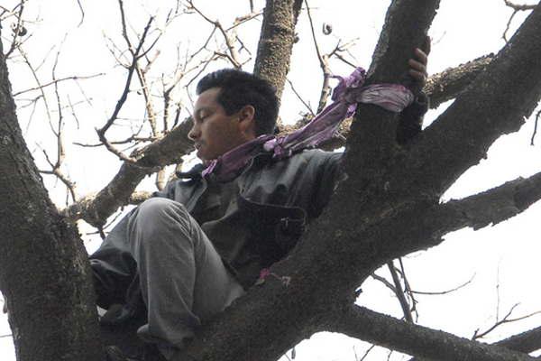 Alcoholizado subioacute a un aacuterbol para suicidarse porque lo despojaron de la tenencia de su hijo