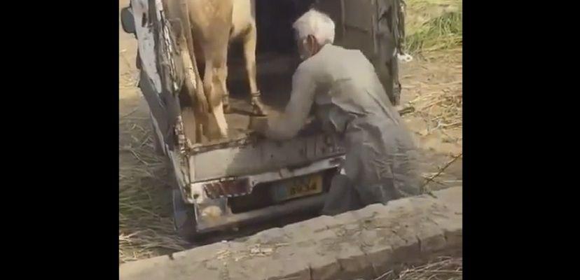 El impactante momento en que una vaca mata a un hombre de una patada