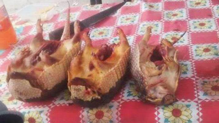 Venta indiscriminada de armadillos en Banda de Riacuteo Saliacute
