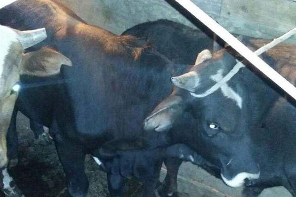 Secuestran un camioacuten con ganado de dudosa procedencia en un control