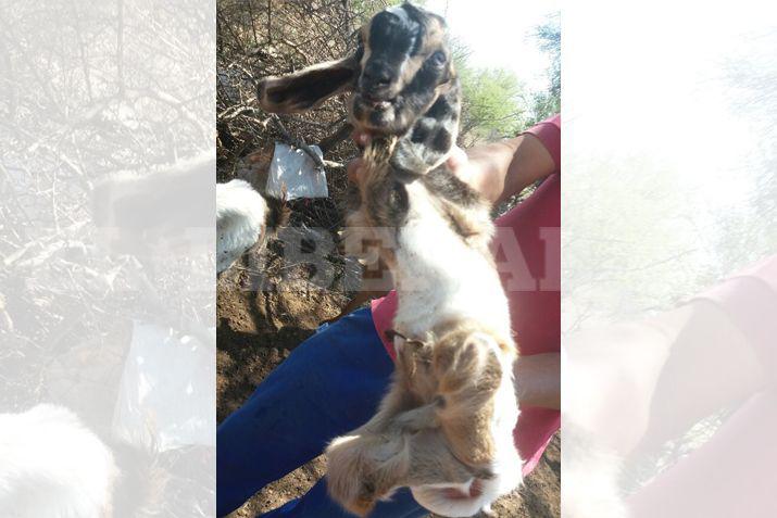 Sorprende el nacimiento de un cabrito sin extremidades en Yacasnioj
