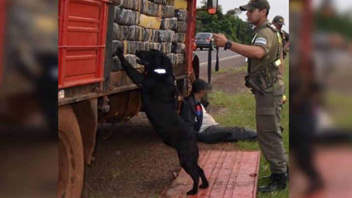Un perro callejero entrenado por Gendarmeriacutea descubrioacute 6600 kilos de droga