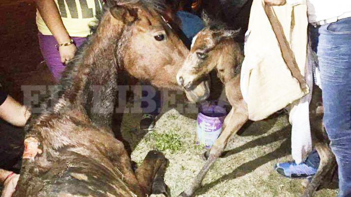 Dramaacutetico rescate de una yegua y su criacutea en La Banda