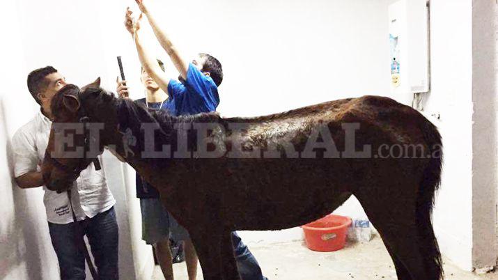 Dramaacutetico rescate de una yegua y su criacutea en La Banda