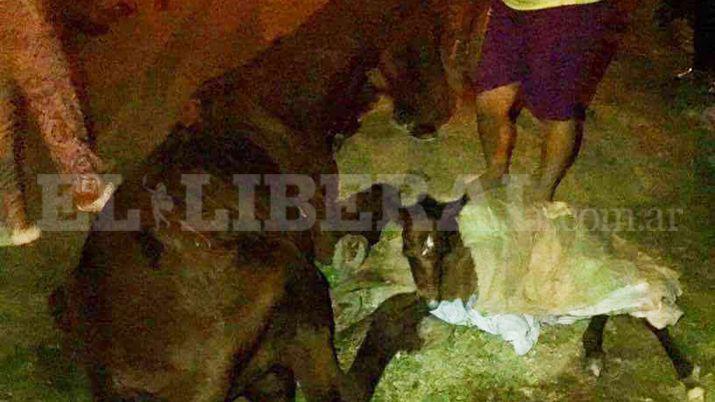 Dramaacutetico rescate de una yegua y su criacutea en La Banda