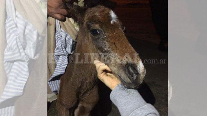 Dramaacutetico rescate de una yegua y su criacutea en La Banda