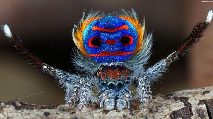 La sorprendente danza de la araña pavo real