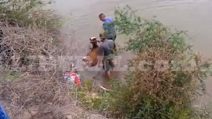 Dramaacutetico rescate de un ternero que cayoacute al agua en Siliacutepica