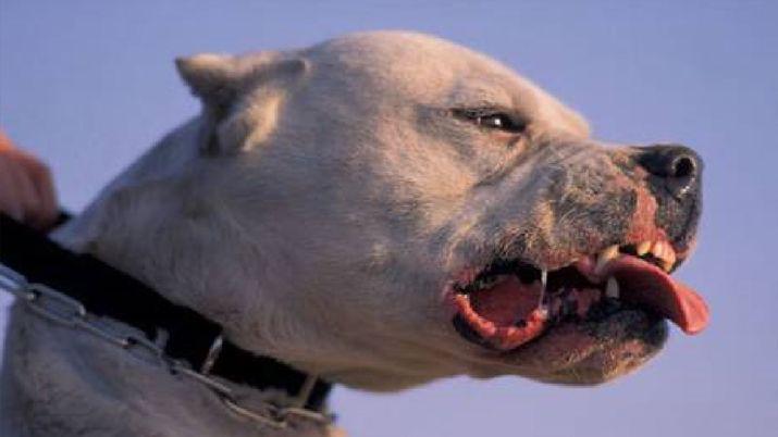 Un peligroso perro causa temor en vecinos del barrio Los Flores