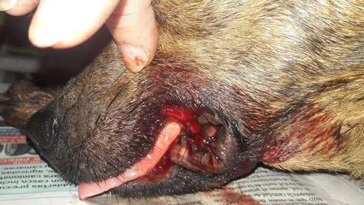 Desalmados atacaron a machetazos a una perra en La Banda