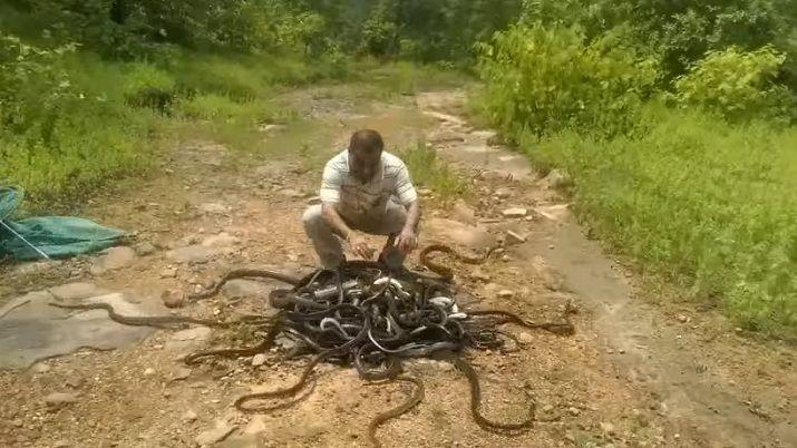 Video- Hombre libera a 285 serpientes a la vez