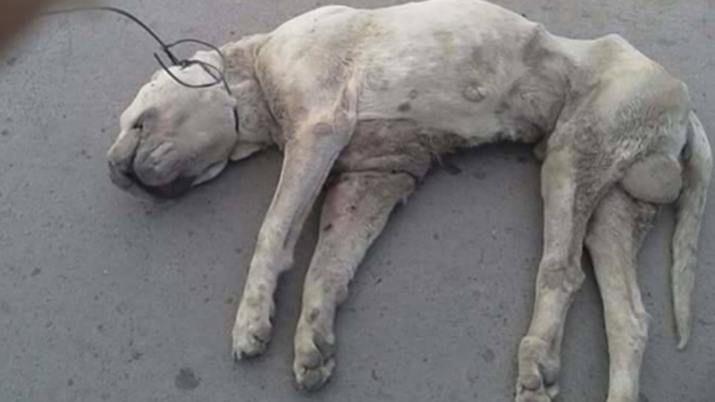 La terrible imagen conmocionó a los santiagueños