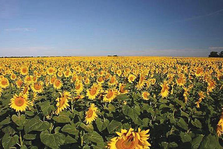 El aacuterea sembrada con girasol creceriacutea un 40-en-porciento- impulsada por la mejora de precios