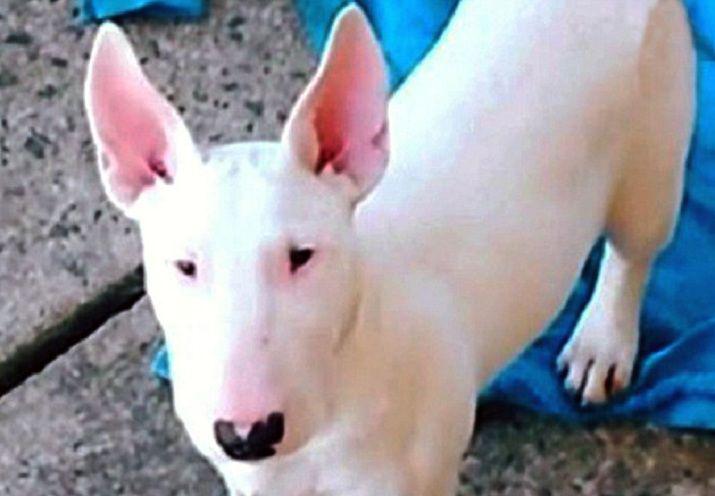 Fue repudiado tras tatuar la cara de su perro