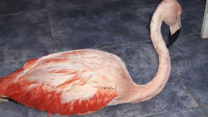 Sorpresa en Suncho Corral por el hallazgo de un flamenco