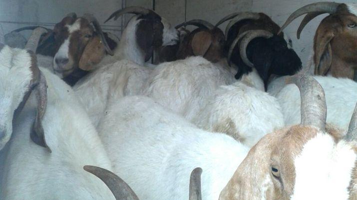 Camioneros llevaban 40 cabras sin permiso hacia Tucumaacuten