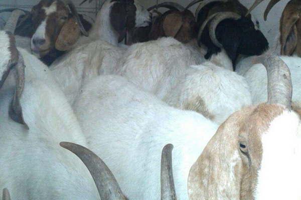 Caen dos tucumanos con 40 cabras en camioacuten teacutermico