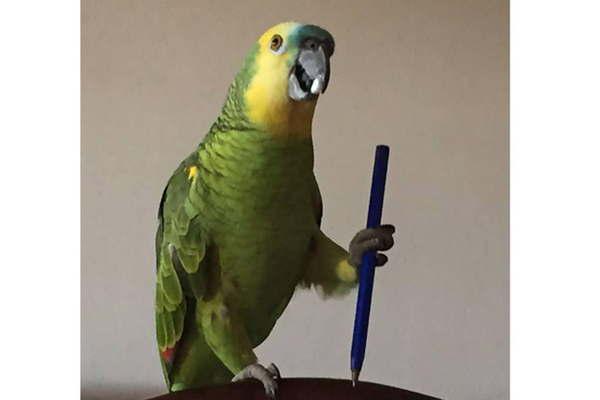 Animalandia presentaraacute al loro maacutes famoso de Santiago  