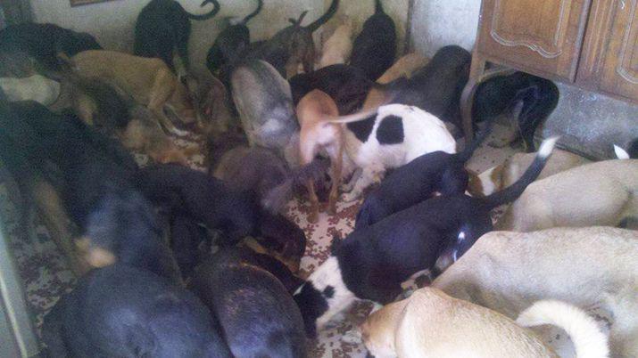 Santiaguentildea tiene 42 perros y pide ayuda para conseguirles alimento