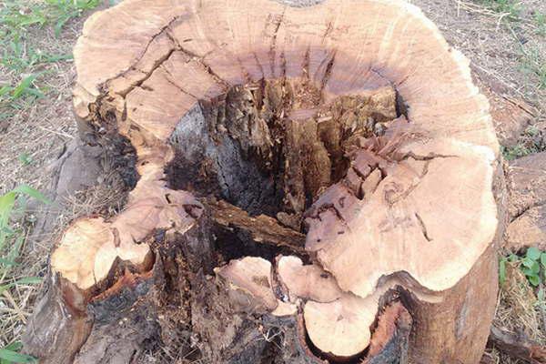 La Municipalidad extrae  y poda aacuterboles antildeosos