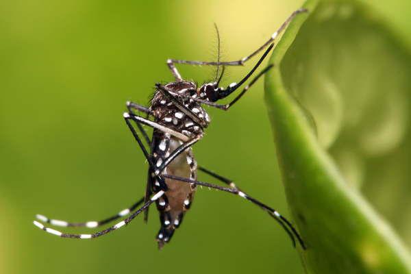 La Unse se suma a la campantildea nacional contra los mosquitos del Ministerio de Salud nacional 