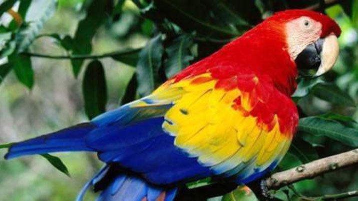 Mujer se enteroacute por su loro que el esposo le era infiel con la empleada domeacutestica