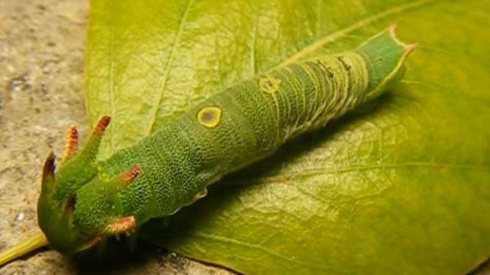 la increíble muda de piel de la oruga dragón