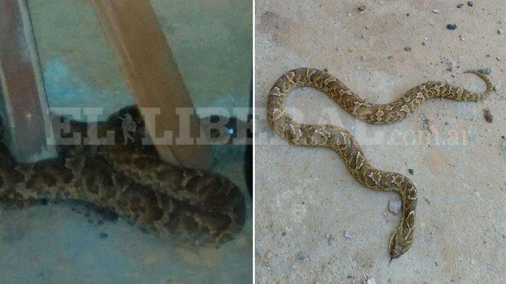 Vecinos aterrorizados por la aparición de una víbora