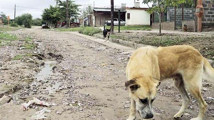 Indignacioacuten por la violenta matanza de un perro en Colonia Simbolar
