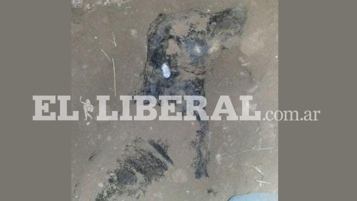 Indignacioacuten por la violenta matanza de un perro en Colonia Simbolar
