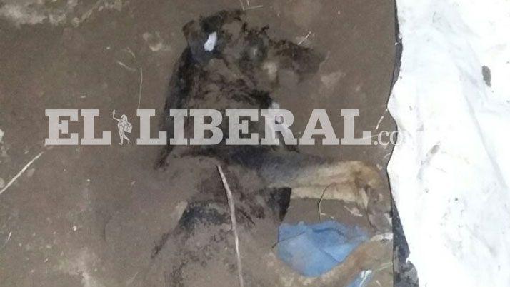 Indignacioacuten por la violenta matanza de un perro en Colonia Simbolar