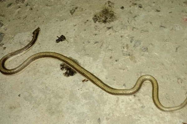 Preocupa la proliferacioacuten de mosquitos y alimantildeas en la ciudad