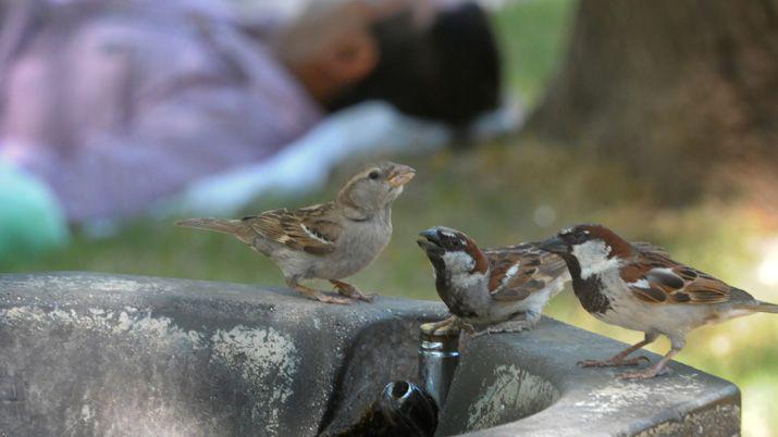 A la siesta Santiago superoacute los 38deg grados de temperatura