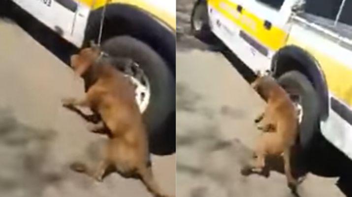 Bestial- empleado municipal arrastroacute a un perro a toda velocidad