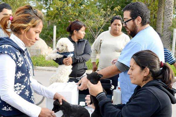 Realizaron 800 atenciones primarias y 400 castraciones