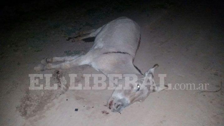 Se salvoacute de milagro tras chocar un burro