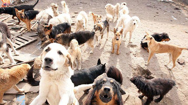 Mataron a maacutes de 50 perros con un potente herbicida