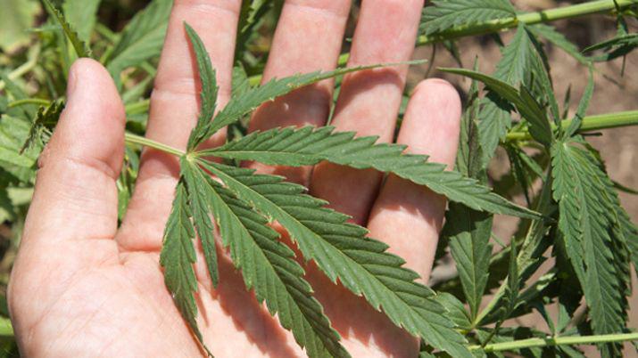 Dieron media sancioacuten al uso medicinal de la marihuana