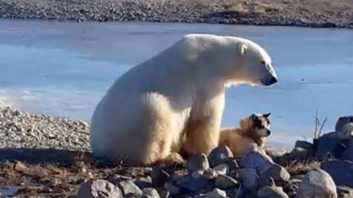 El video del tierno oso que acaricia a un perro y es viral