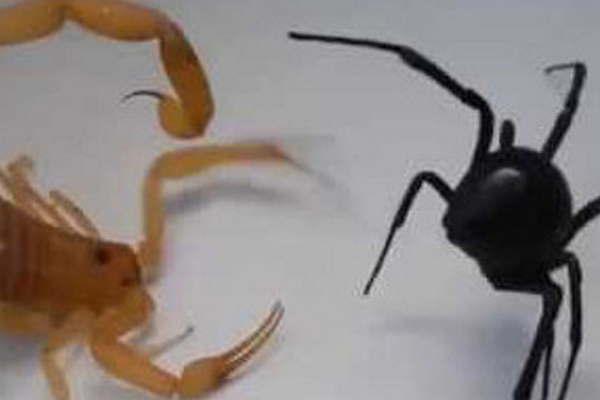 Preocupacioacuten por la proliferacioacuten de viacuteboras venenosas e insectos peligrosos en la ciudad