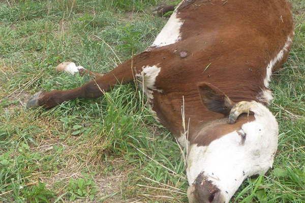 Productor denuncia que le faenaron cuatro vacas en su campo