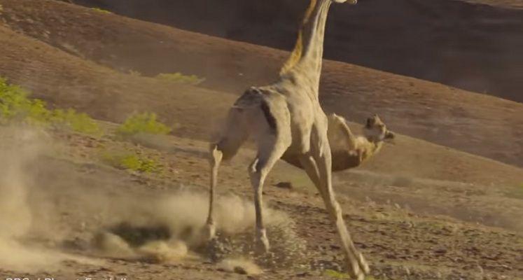 Video- asiacute se defiende una jirafa del ataque de una leona