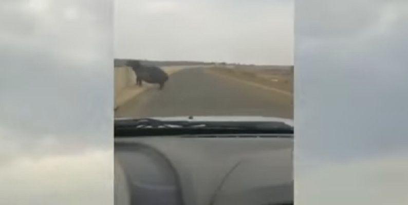 Video- asiacute reacciona un hipopoacutetamo al ver una camioneta en su territorio