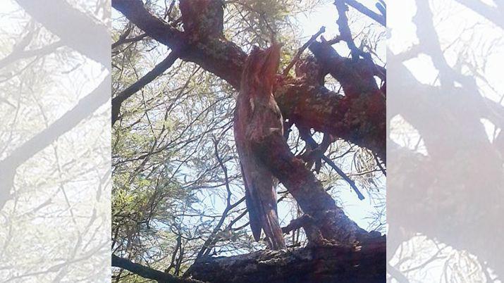 Vecinos de La Aurora fueron sorprendidos por un Kakuy