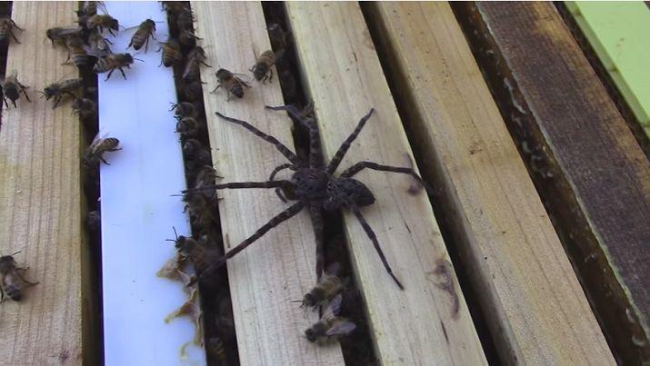 Asiacute termina una arantildea cuando ataca una colmena