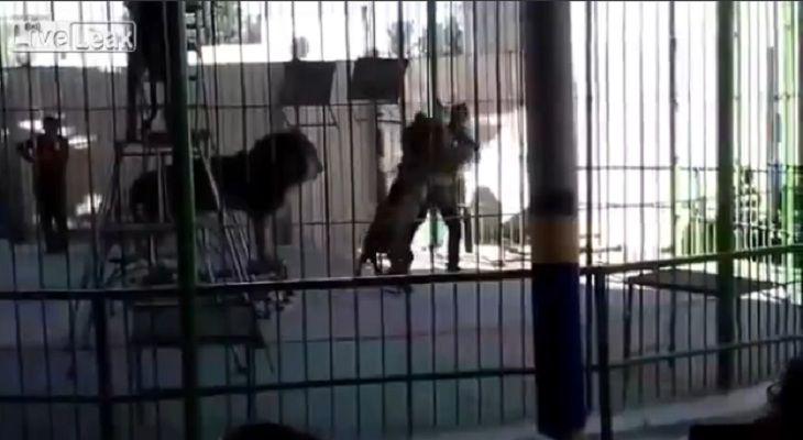 Video- leoacuten mata a su domador durante un show para nintildeos