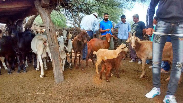 Capacitan a pequentildeos productores caprinos en mejoras sanitarias del rodeo