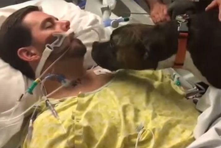 La despedida de una perra a su duentildeo en coma antes de ser desconectado