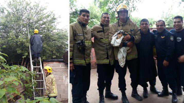 Bomberos rescataron a un gatito atrapado en un aacuterbol