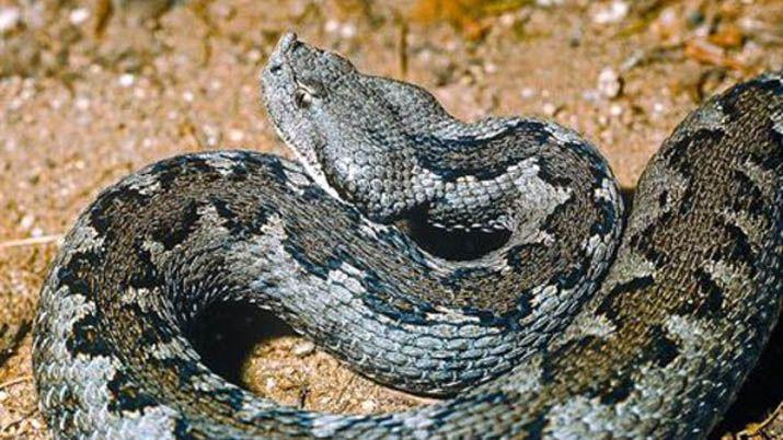 En medio de la lluvia un hombre fue mordido por una viacutebora